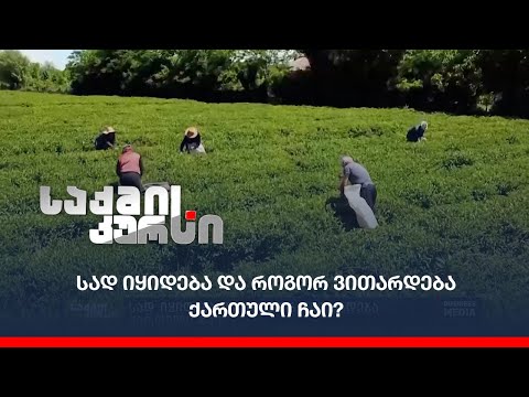 სად იყიდება და როგორ ვითარდება ქართული ჩაი?